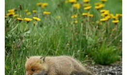 吃瓜小狐狸,揭秘娱乐圈背后的秘密