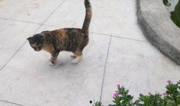 大狸吃瓜,揭秘娱乐圈幕后故事