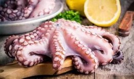 章鱼和小七吃瓜,趣味横生的海洋生活