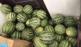 卖瓜吃瓜视频,揭秘视频背后的真实故事