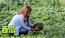 好好滴吃瓜,揭秘娱乐圈那些事儿