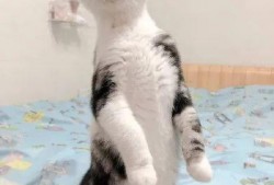 吃瓜猫咪影视大全,盘点热门影视，带你领略猫界风采