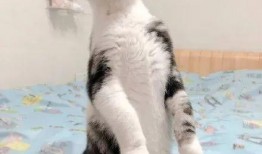 吃瓜猫咪影视大全,盘点热门影视，带你领略猫界风采