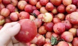 大狸吃瓜,揭秘娱乐圈幕后故事