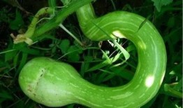 瓜蛇怎么吃,探索独特风味与烹饪技巧