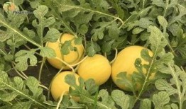 丽瓜能一起吃吗,丽瓜与哪些食材相宜？揭秘食材搭配禁忌