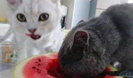 猫吃胶瓜,揭秘胶瓜的诱惑与风险