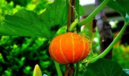 吃兰瓜止泻吗,天然止泻良方揭秘