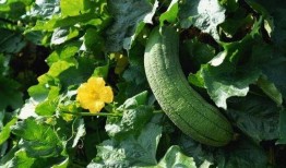 生殖医学吃瓜,揭秘生育之谜，共话生育健康