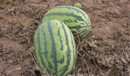 吃瓜群小,揭秘网络社交圈的趣味与争议